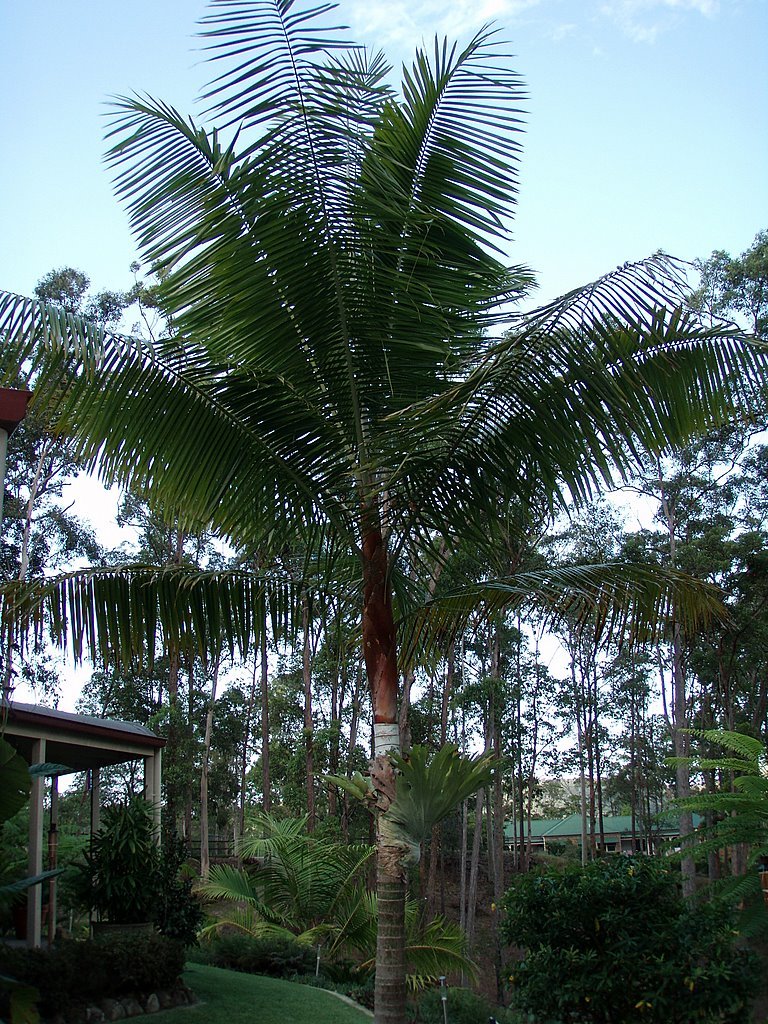 Main Specimen