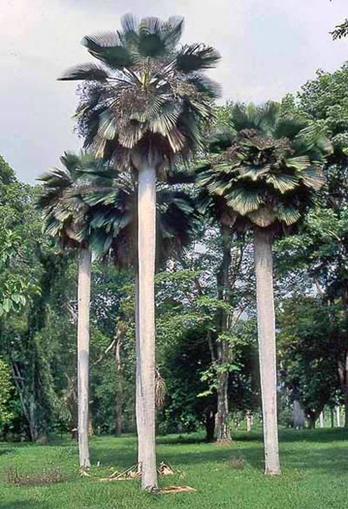 Main Specimen